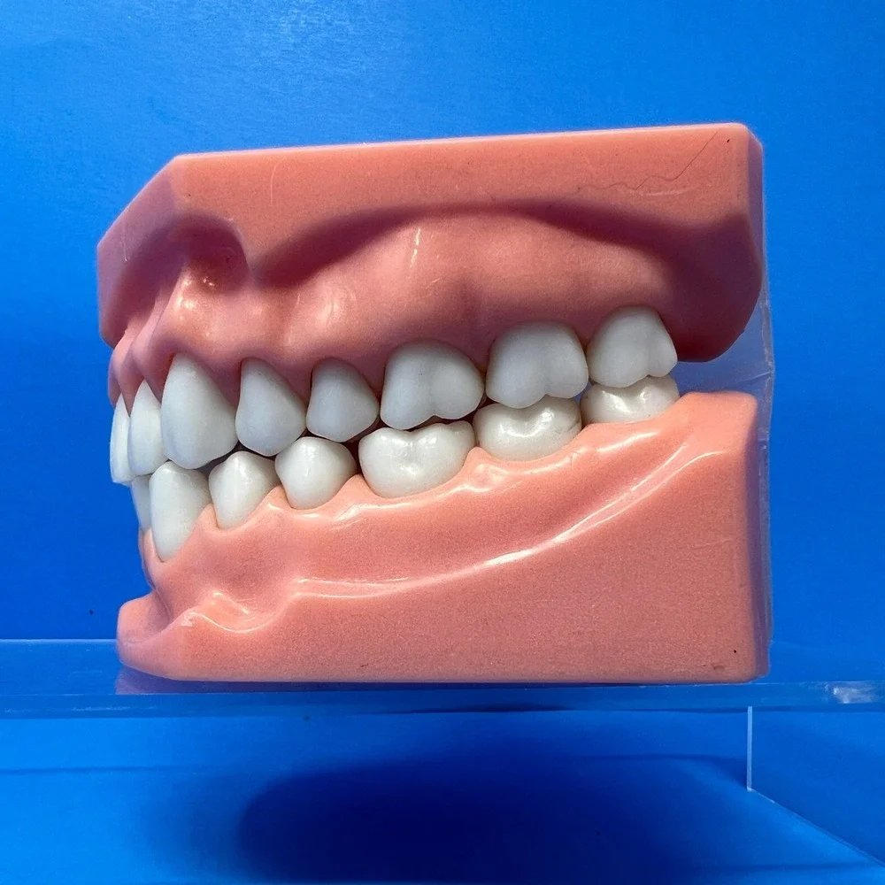 Vtg 1970's Orthodontist Dental Teaching Articulated Jaw Mouth Model Teeth Demo